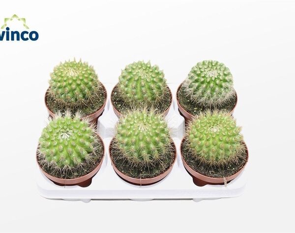 PARODIA SCOPA - pot 13 cm, hoogte 20 cm