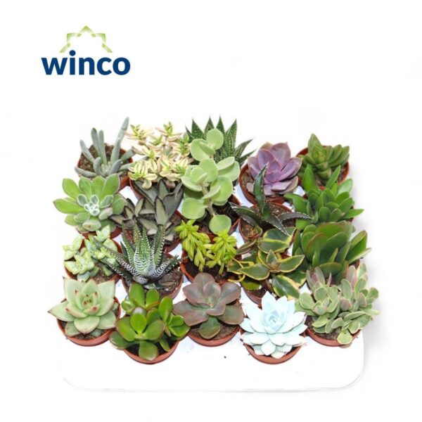 SUCC OV - pot 5,5 cm, hoogte 10 cm
