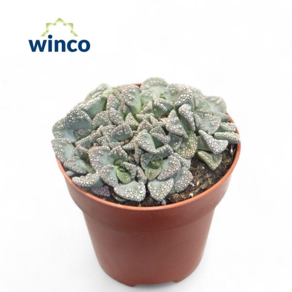 SUCC OV - pot 8,5 cm, hoogte 15 cm
