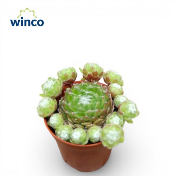 SEMP ARACHNOIDEUM - pot 5,5 cm, hoogte 10 cm