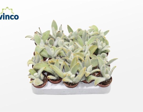 KALANCHOE OV - pot 5,5 cm, hoogte 12 cm