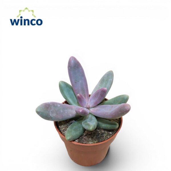 PACHYPHYTUM OVIFERUM - pot 8,5 cm, hoogte 16 cm