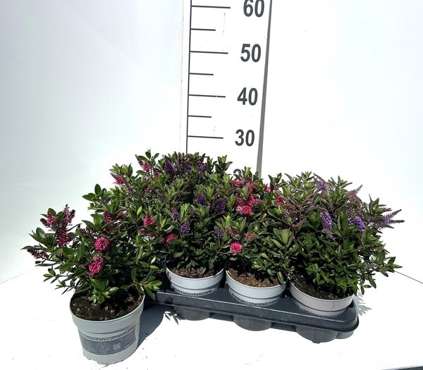 HEBE ALL BLOOMS GEM - pot 13 cm, hoogte 30 cm