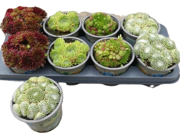 SEMP GEM - pot 13 cm, hoogte 16 cm