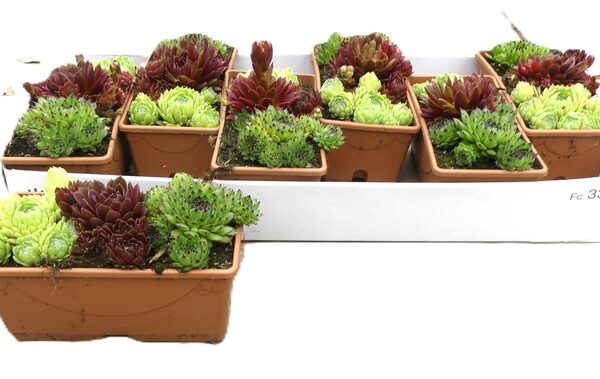 SEMP GEM - pot 18 cm, hoogte 14 cm