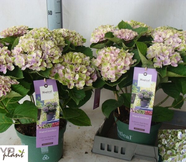 HYDR M MAG AMETHYST - pot 23 cm, hoogte 55 cm
