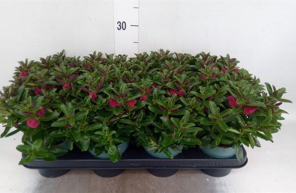 Hebe 'Hebepetita Red' - pot 12 cm, hoogte 24 cm