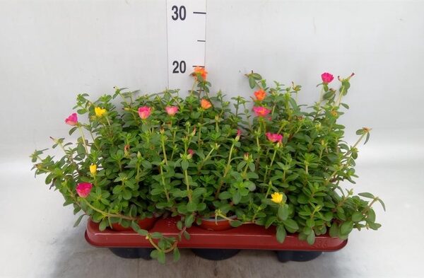 Portulaca ...mix - pot 12 cm, hoogte 15 cm