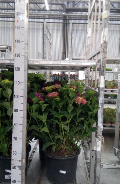 Hydrangea mac. ... - pot 35 cm, hoogte 80 cm