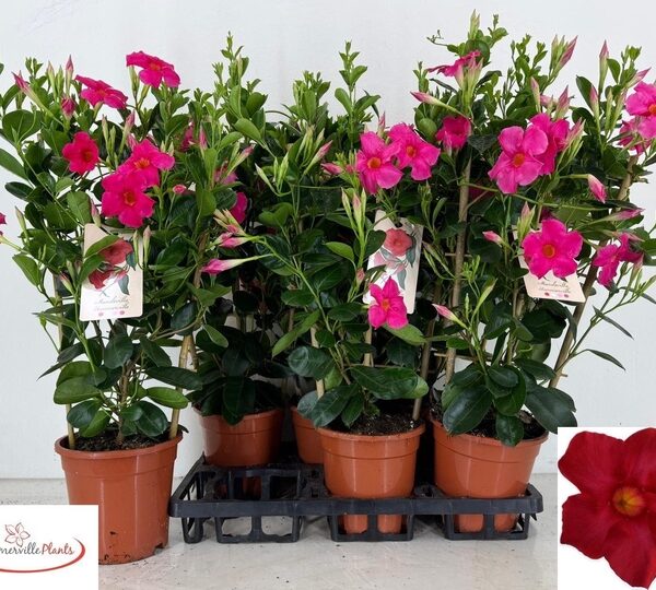 MANDE SUN EARLY PINK - pot 17 cm, hoogte 60 cm