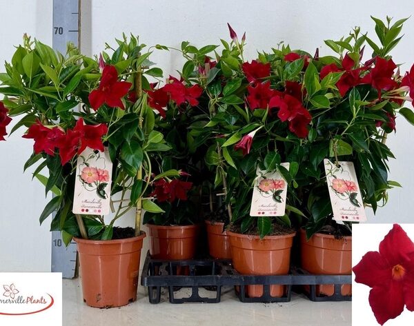 MANDE RIO GRANDE SCA - pot 17 cm, hoogte 55 cm