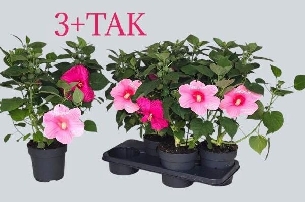 HIBIS M EXTRE H P IM - pot 17 cm, hoogte 50 cm