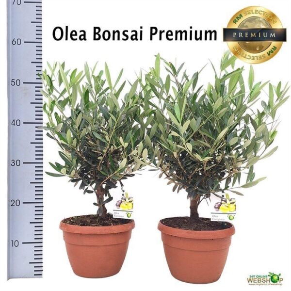 OLEA EUROPAEA - pot 21 cm, hoogte 45 cm