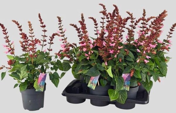 SALVIA LAKE FLAMING - pot 17 cm, hoogte 70 cm
