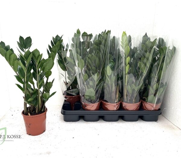 ZAMIO ZAMIIFOLIA - pot 12 cm, hoogte 45 cm