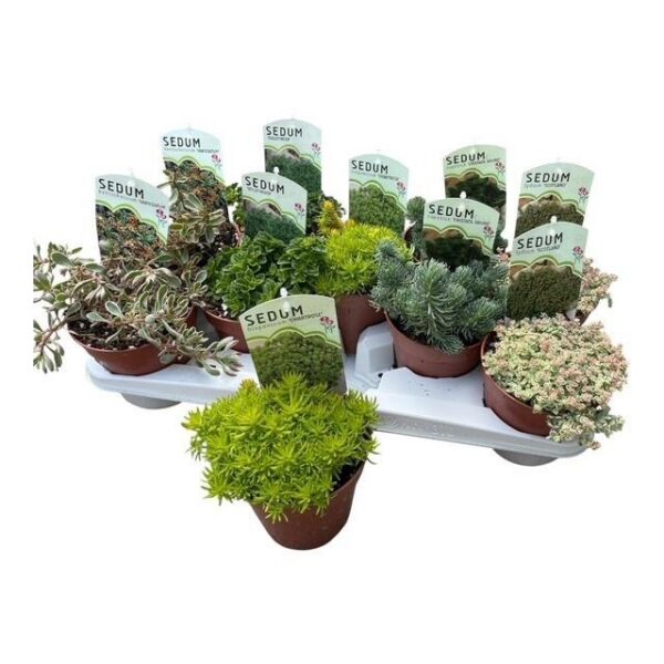 SEDUM OV - pot 13 cm, hoogte 20 cm