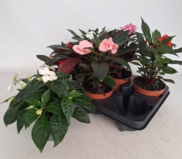 IMPAT TA GEM - pot 12 cm, hoogte 20 cm