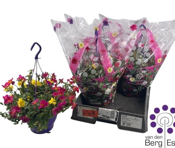 PORT TRIXI SINBAD - pot 21 cm, hoogte 20 cm