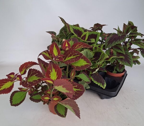 PLEC C GEM - pot 12 cm, hoogte 35 cm