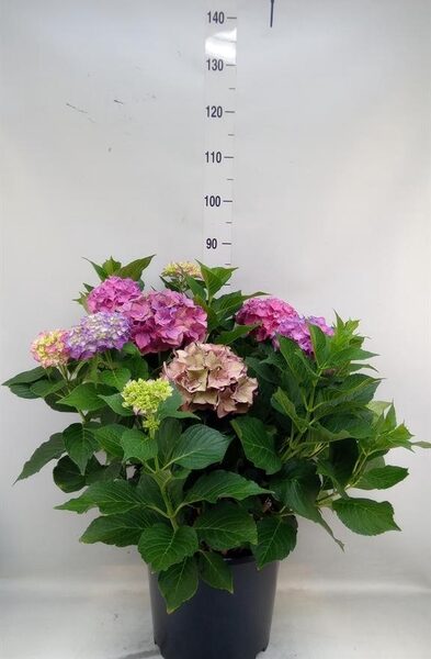 Hydrangea mac. ... - pot 35 cm, hoogte 70 cm