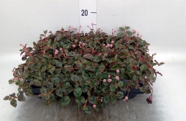 Persicaria capitata - pot 13 cm, hoogte 15 cm