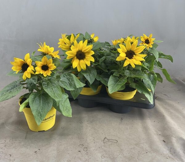 HELI SUNRAY YELLOW - pot 15 cm, hoogte 40 cm