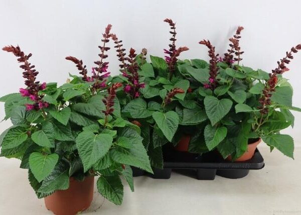 SALVIA LAKE FLAMING - pot 19 cm, hoogte 55 cm