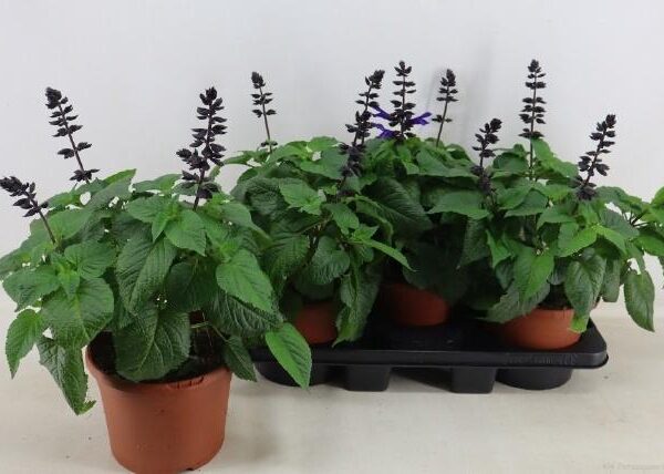 SALVIA LAKE BLUEBERR - pot 19 cm, hoogte 45 cm