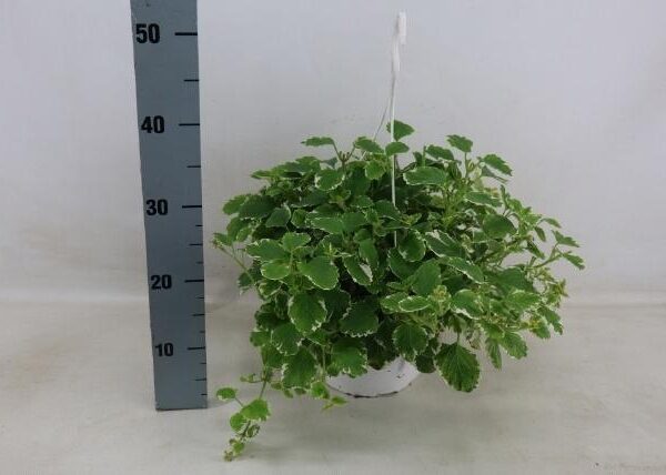 PLEC C OV - pot 25 cm, hoogte 40 cm