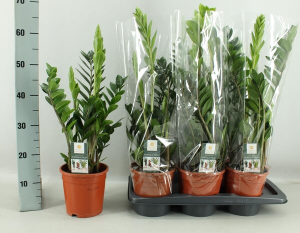 ZAMIO ZAMIIFOLIA - pot 17 cm, hoogte 65 cm