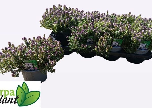THYM CITRIODORUS - pot 13 cm, hoogte 16 cm
