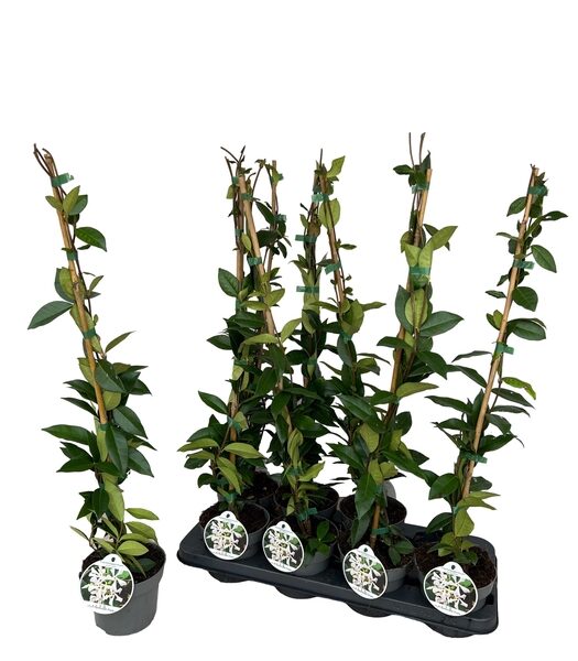 TRAC JASMINOIDES - pot 11 cm, hoogte 70 cm