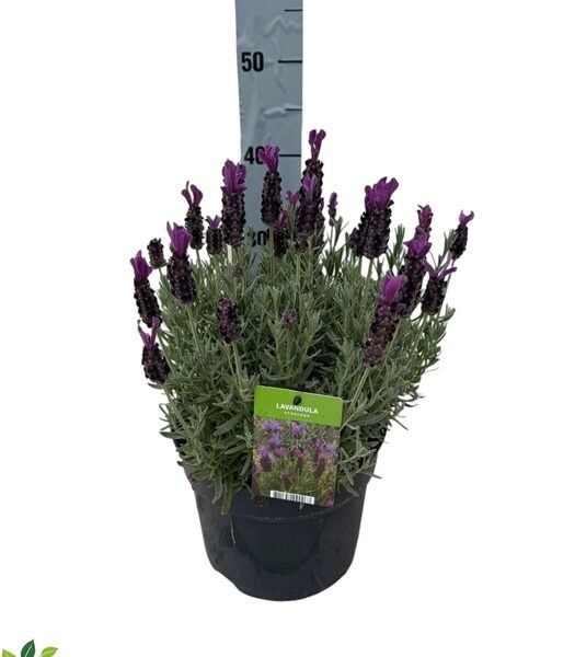 LAVAN S TOSCANE - pot 23 cm, hoogte 45 cm