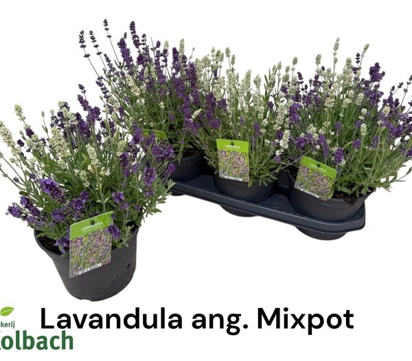 LAVAN ANGUSTIFOLIA - pot 19 cm, hoogte 40 cm