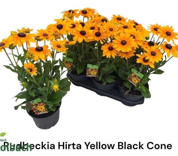 RUDB SUNBECK OV - pot 19 cm, hoogte 60 cm