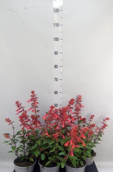 Salvia 'Love And Wishes' - pot 15 cm, hoogte 45 cm