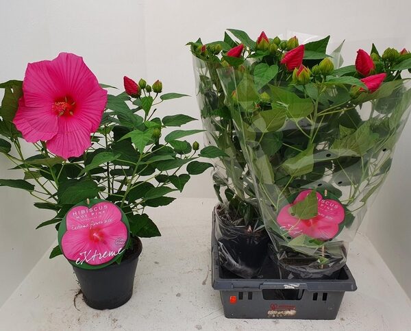 HIBIS M EXTRE H P IM - pot 23 cm, hoogte 80 cm