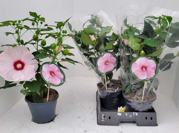 HIBIS M LUNA PINK SW - pot 23 cm, hoogte 60 cm