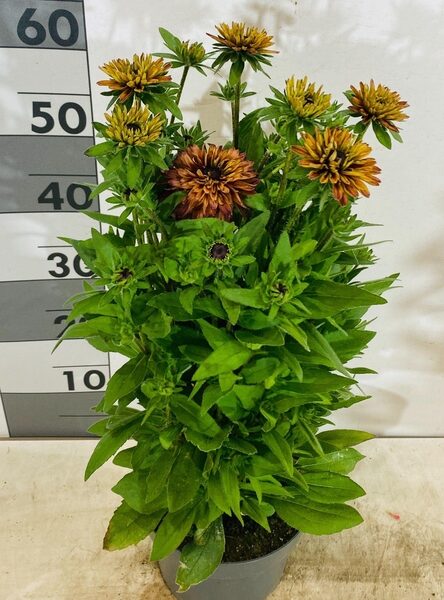 RUDB RUDY FIRE - pot 22 cm, hoogte 55 cm