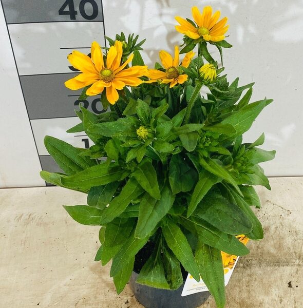 RUDB RUDY FIRE - pot 22 cm, hoogte 40 cm