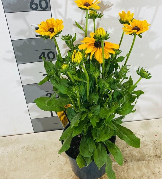 RUDB RUDY FIRE - pot 21 cm, hoogte 60 cm