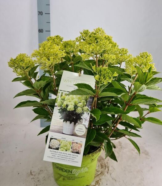 HYDR PA WHITELIGHT - pot 23 cm, hoogte 70 cm