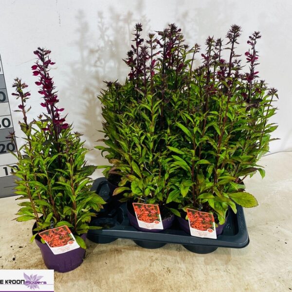 LOBE SP STAR BURGUND - pot 17 cm, hoogte 60 cm