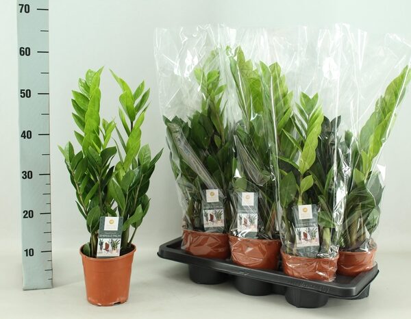 ZAMIO ZAMIIFOLIA - pot 14 cm, hoogte 60 cm