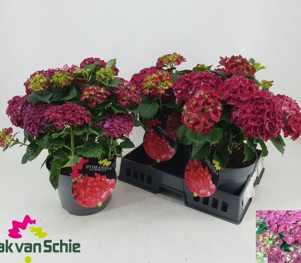 HYDR M HI FIRE - pot 23 cm, hoogte 40 cm