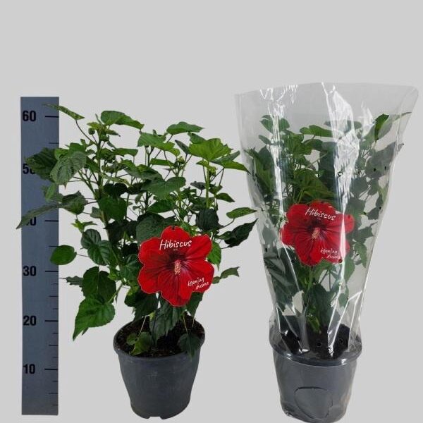 HIBIS M OAK RED - pot 23 cm, hoogte 65 cm