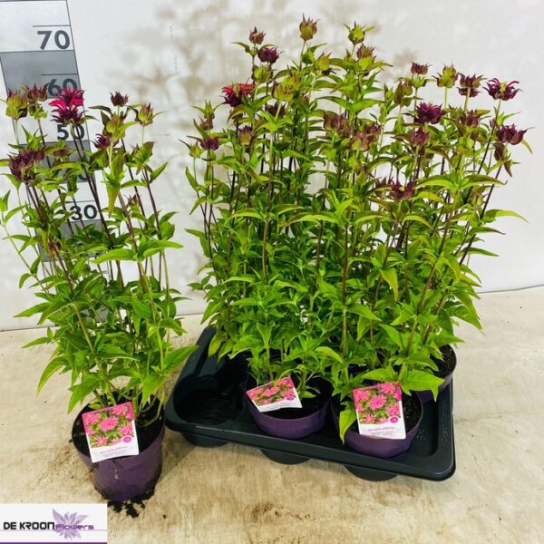 MONA DIDYMA - pot 17 cm, hoogte 65 cm