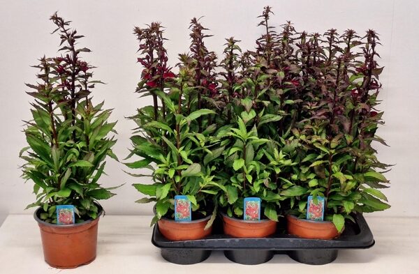 LOBE SP FAN BURGUNDY - pot 17 cm, hoogte 52 cm