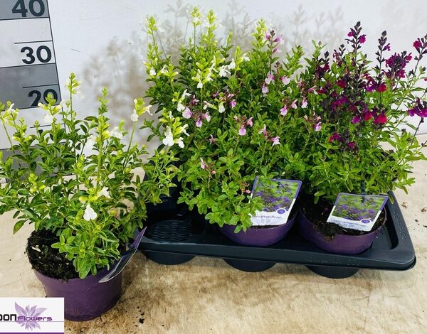 SALVIA GR MIRAG GEM - pot 17 cm, hoogte 30 cm