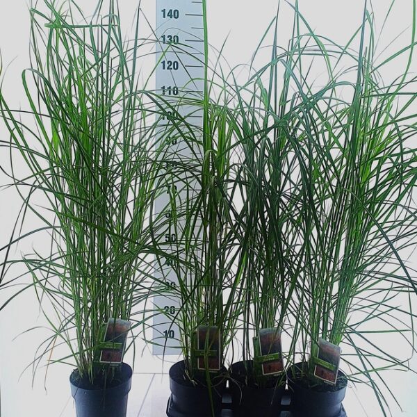 MISC SINENSIS - pot 17 cm, hoogte 85 cm